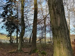 Prodej lesa, Ludmírov, 9585 m2