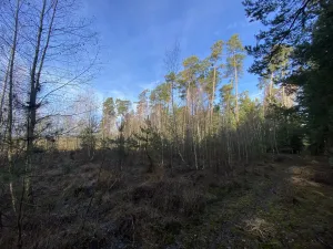 Prodej lesa, Veliny, 4968 m2