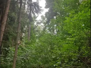 Prodej lesa, Mnich, 1237 m2