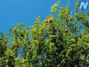 Prodej vily, Ližnjan, Chorvatsko, Put za Marleru, 241 m2