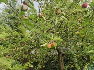 Prodej pozemku pro bydlení, Vysoké Mýto, Vinice, 1447 m2