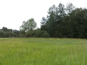 Dražba louky, Česká Lípa, 5581 m2