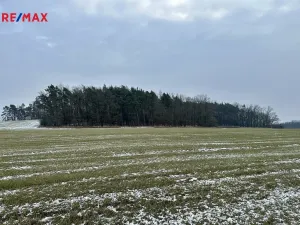 Prodej lesa, Ostřetín, 21595 m2