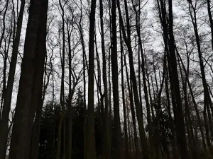 Prodej lesa, Předslav, 6263 m2