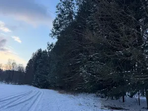 Prodej lesa, Lužany, 2098 m2
