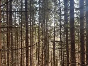 Prodej lesa, Huslenky, 11045 m2