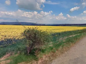 Dražba pozemku, Cebiv, 6401 m2