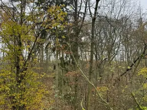 Prodej lesa, Boreč, 3833 m2