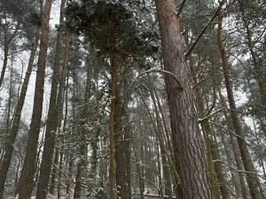 Prodej podílu lesa, Svéradice, 2590 m2