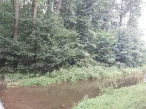 Prodej lesa, Rychnov nad Kněžnou, 3801 m2