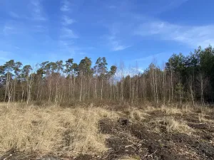 Prodej lesa, Veliny, 5028 m2