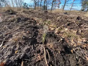 Dražba lesa, Veliny, 5028 m2