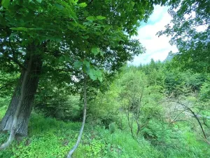 Dražba lesa, Blížejov, 4481 m2