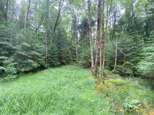 Dražba louky, Krásná, 10460 m2