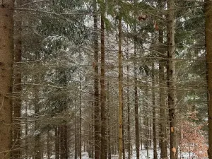 Prodej lesa, Janová, 7449 m2