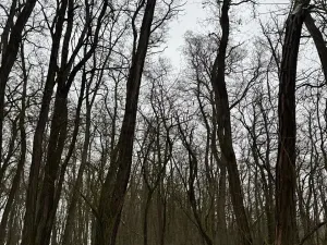 Prodej podílu lesa, Černěves, 9239 m2