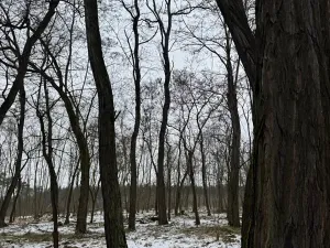 Prodej podílu lesa, Černěves, 9239 m2