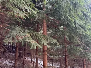 Prodej lesa, Lutonina, 18019 m2