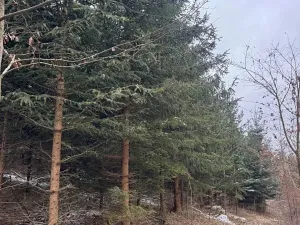 Prodej lesa, Lutonina, 18019 m2