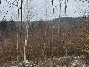 Prodej lesa, Lutonina, 18019 m2