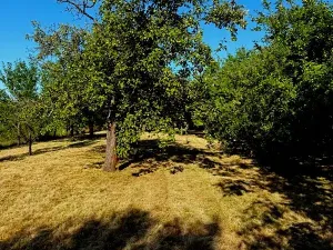 Pronájem zahrady, Olomouc, 1051 m2