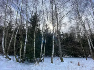 Prodej lesa, Volfířov - Brandlín, 3426 m2
