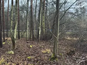 Prodej podílu lesa, Břehy, 1092 m2