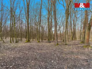 Prodej lesa, Slatiny, 6169 m2