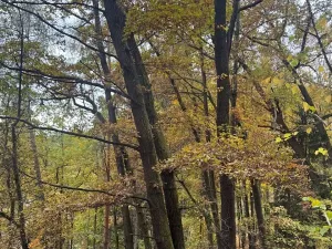 Prodej lesa, Přísečná, 15088 m2