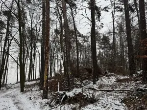 Prodej lesa, Stříbrnice, 2595 m2