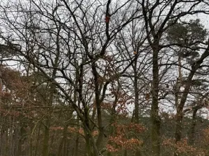 Prodej lesa, Libotenice, 63021 m2