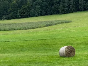 Prodej chalupy, Police nad Metují, 249 m2
