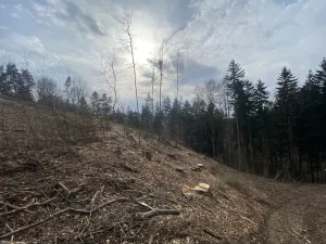 Prodej lesa, Zborov, 9290 m2