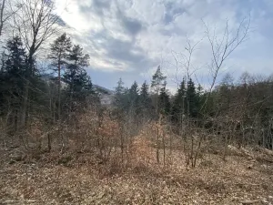 Prodej lesa, Zborov, 9290 m2