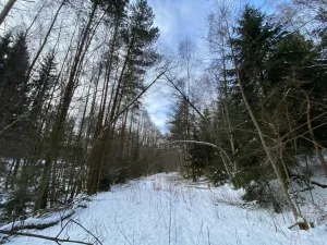 Prodej pozemku, Volfířov - Brandlín, 5958 m2