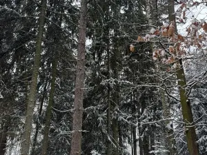 Prodej lesa, Olešník, 5100 m2