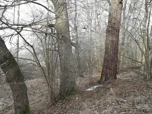 Prodej lesa, Řípec, 27546 m2