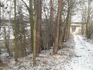 Prodej lesa, Řípec, 27546 m2