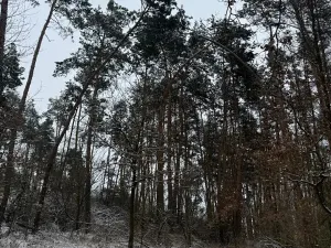 Prodej podílu lesa, Štítary, 3942 m2