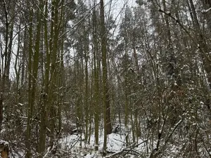 Prodej lesa, Milejovice, 2791 m2