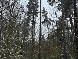 Prodej lesa, Milejovice, 2791 m2