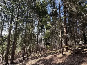 Prodej lesa, Plavy, 32050 m2