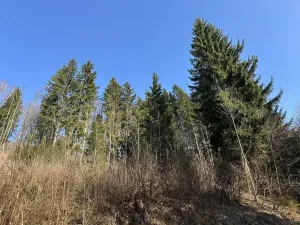 Prodej lesa, Plavy, 32050 m2