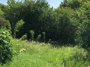 Prodej zahrady, Dalovice, 5231 m2