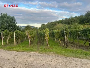 Prodej sadu/vinice, Dolní Dunajovice, 3118 m2