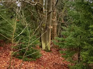 Prodej lesa, Kunžak, 13956 m2