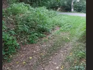 Prodej lesa, Červená Řečice, 136 m2