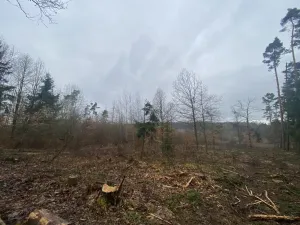 Prodej lesa, Blížejov - Lštění, 6627 m2