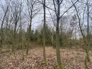 Prodej lesa, Blížejov - Lštění, 6627 m2