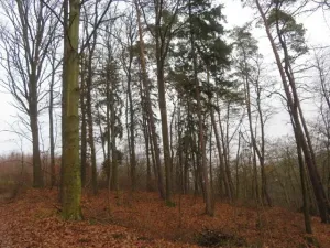 Dražba lesa, Zlín, 707167 m2